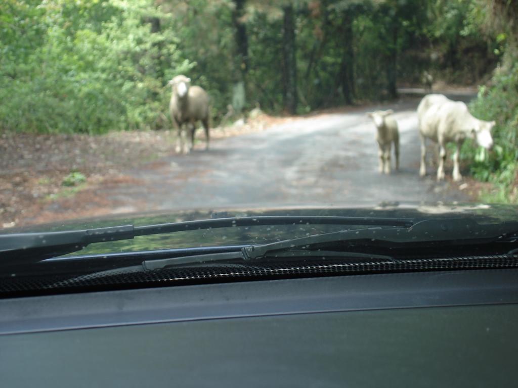 Villa Winlu Vacation Farm à Renai Extérieur photo